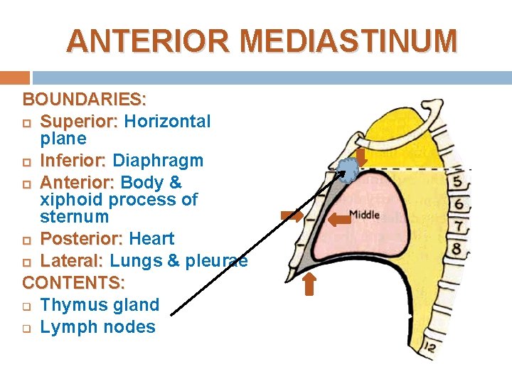 ANTERIOR MEDIASTINUM BOUNDARIES: Superior: Horizontal plane Inferior: Diaphragm Anterior: Body & xiphoid process of ANTERIOR MEDIASTINUM BOUNDARIES: Superior: Horizontal plane Inferior: Diaphragm Anterior: Body & xiphoid process of