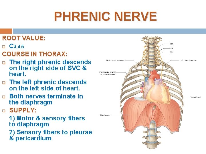 PHRENIC NERVE ROOT VALUE: q C 3, 4, 5 COURSE IN THORAX: q The PHRENIC NERVE ROOT VALUE: q C 3, 4, 5 COURSE IN THORAX: q The