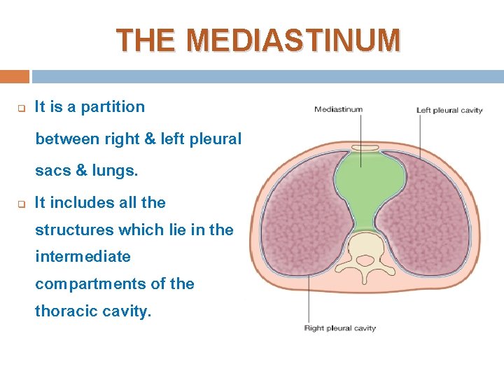 THE MEDIASTINUM q It is a partition between right & left pleural sacs & THE MEDIASTINUM q It is a partition between right & left pleural sacs &