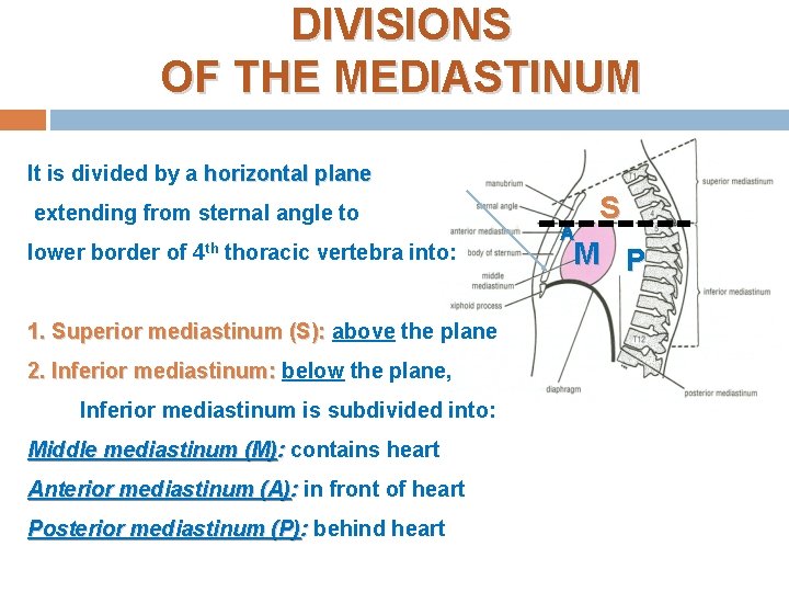 DIVISIONS OF THE MEDIASTINUM It is divided by a horizontal plane extending from sternal DIVISIONS OF THE MEDIASTINUM It is divided by a horizontal plane extending from sternal