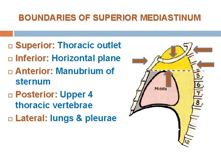 BOUNDARIES OF SUPERIOR MEDIASTINUM Superior: Thoracic outlet Inferior: Horizontal plane Anterior: Manubrium of sternum BOUNDARIES OF SUPERIOR MEDIASTINUM Superior: Thoracic outlet Inferior: Horizontal plane Anterior: Manubrium of sternum