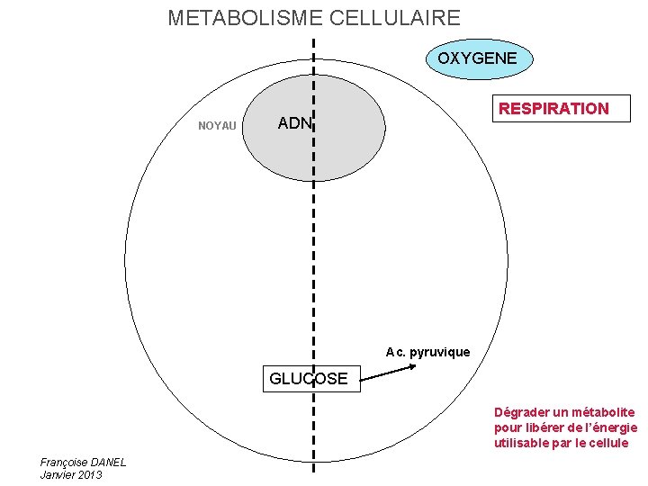 METABOLISME CELLULAIRE OXYGENE NOYAU RESPIRATION ADN Ac. pyruvique GLUCOSE Dégrader un métabolite pour libérer