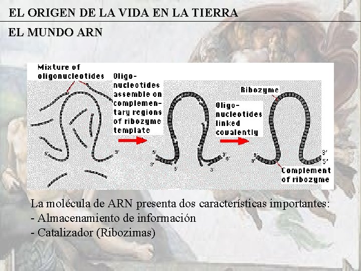 EL ORIGEN DE LA VIDA EN LA TIERRA EL MUNDO ARN La molécula de