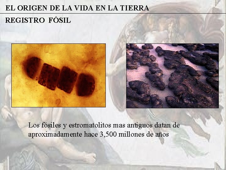EL ORIGEN DE LA VIDA EN LA TIERRA REGISTRO FÓSIL Los fósiles y estromatolitos