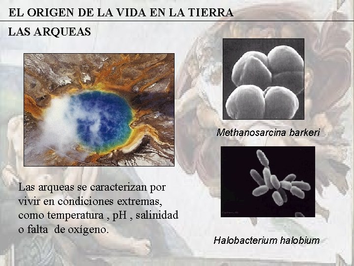 EL ORIGEN DE LA VIDA EN LA TIERRA LAS ARQUEAS Methanosarcina barkeri Las arqueas