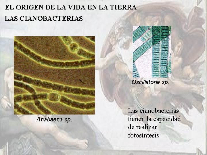 EL ORIGEN DE LA VIDA EN LA TIERRA LAS CIANOBACTERIAS Oscillatoria sp. Anabaena sp.