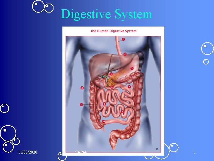 Digestive System 11/23/2020 SAP 4 a 1 