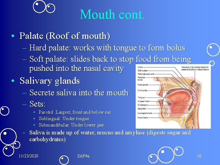 Mouth cont. • Palate (Roof of mouth) – Hard palate: works with tongue to