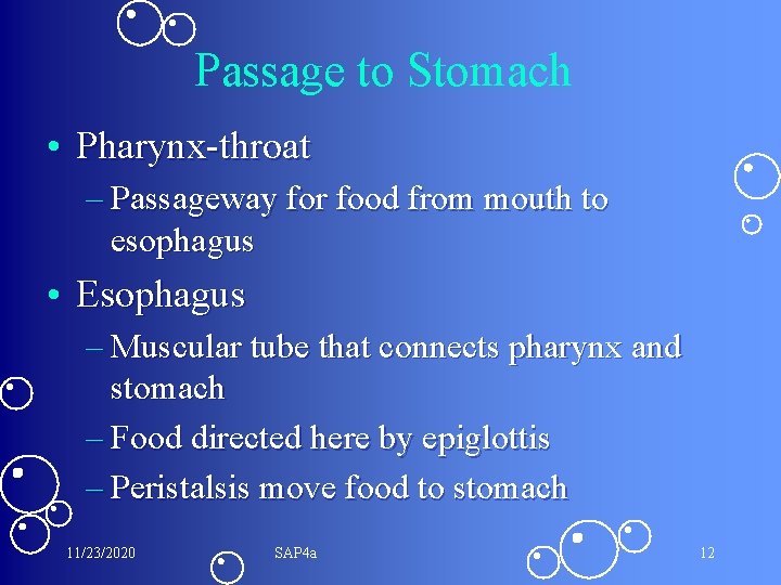 Passage to Stomach • Pharynx-throat – Passageway for food from mouth to esophagus •
