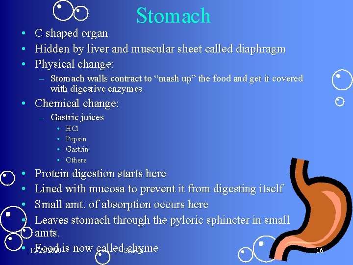 Stomach • C shaped organ • Hidden by liver and muscular sheet called diaphragm