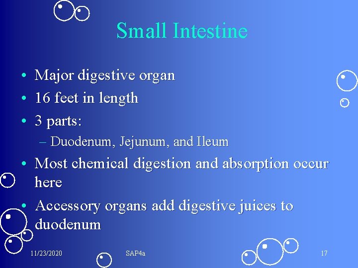 Small Intestine • Major digestive organ • 16 feet in length • 3 parts: