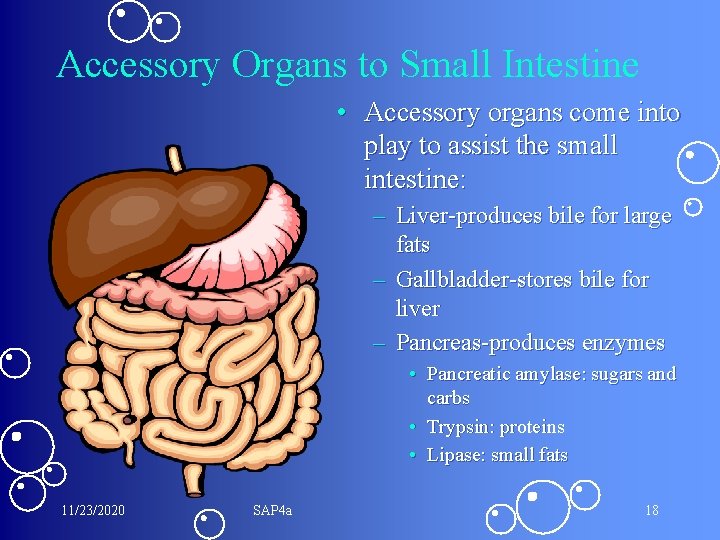 Accessory Organs to Small Intestine • Accessory organs come into play to assist the