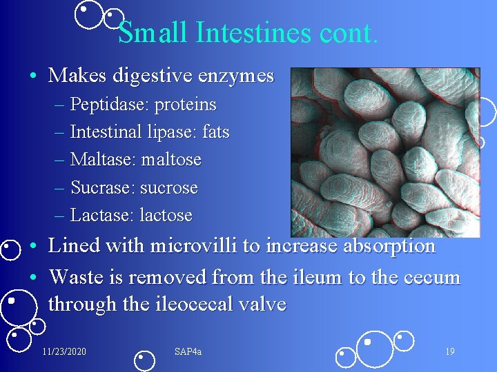 Small Intestines cont. • Makes digestive enzymes – Peptidase: proteins – Intestinal lipase: fats