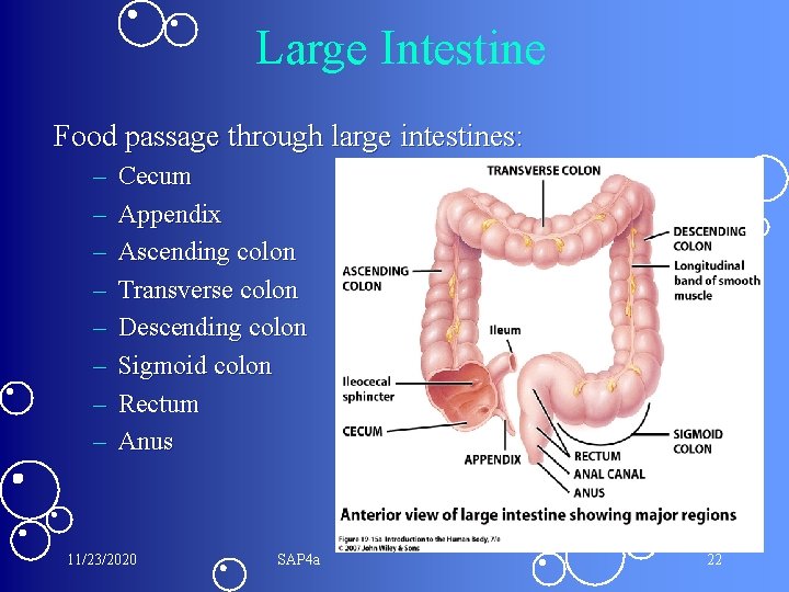 Large Intestine Food passage through large intestines: – – – – Cecum Appendix Ascending