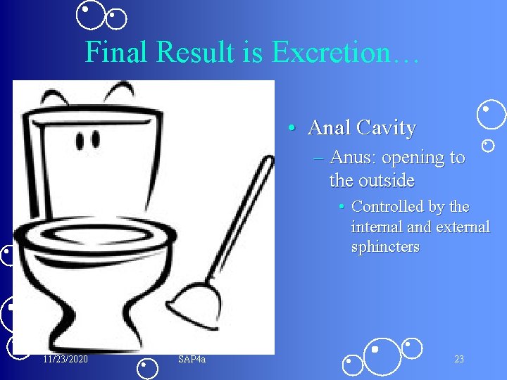 Final Result is Excretion… • Anal Cavity – Anus: opening to the outside •