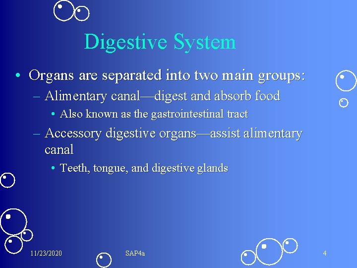 Digestive System • Organs are separated into two main groups: – Alimentary canal—digest and