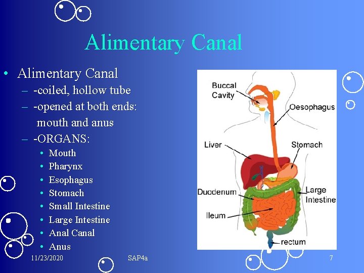 Alimentary Canal • Alimentary Canal – -coiled, hollow tube – -opened at both ends: