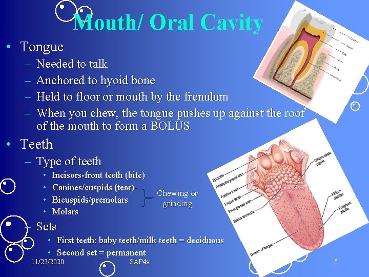 Mouth/ Oral Cavity • Tongue – – Needed to talk Anchored to hyoid bone