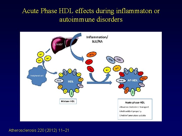 Acute Phase HDL effects during inflammaton or autoimmune disorders Atherosclerosis 220 (2012) 11– 21