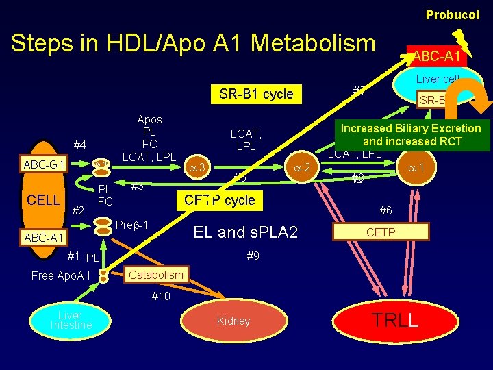 Probucol Steps in HDL/Apo A 1 Metabolism SR-B 1 cycle #4 ABC-G 1 CELL