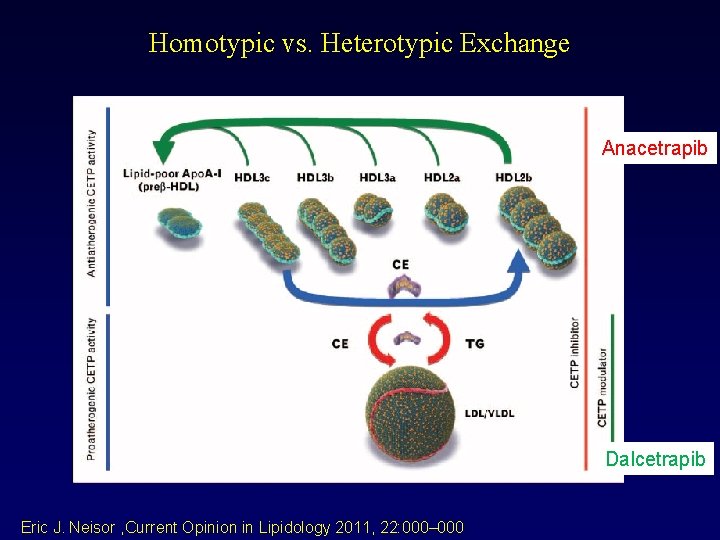 Homotypic vs. Heterotypic Exchange Anacetrapib Dalcetrapib Eric J. Neisor , Current Opinion in Lipidology