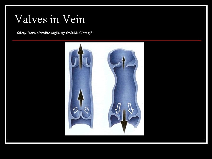 Cardiovascular Disease Blood Vessels Diagram of the Heart