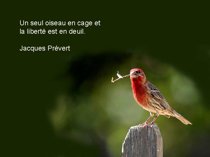 Un seul oiseau en cage et la liberté est en deuil. Jacques Prévert 