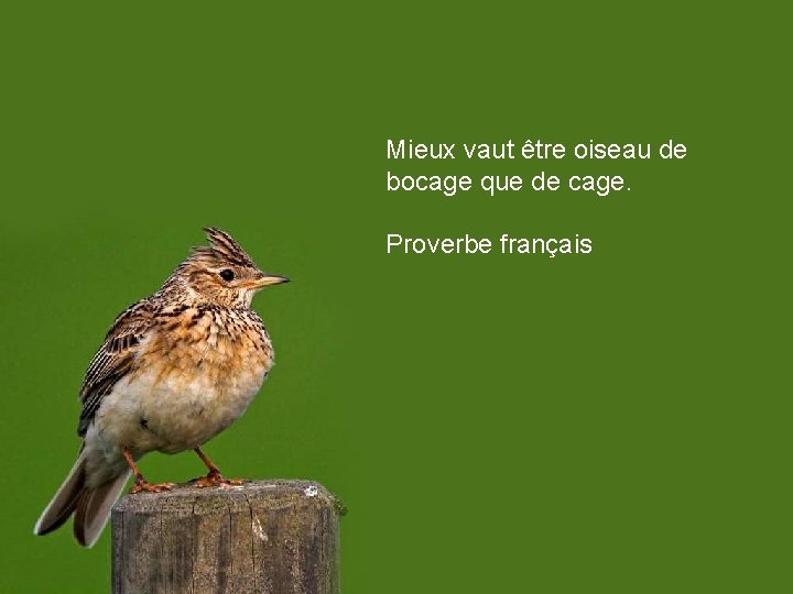 Mieux vaut être oiseau de bocage que de cage. Proverbe français 