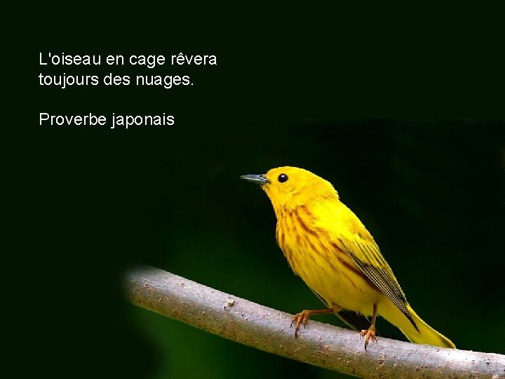 L'oiseau en cage rêvera toujours des nuages. Proverbe japonais 