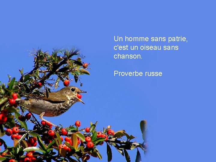 Un homme sans patrie, c'est un oiseau sans chanson. Proverbe russe 