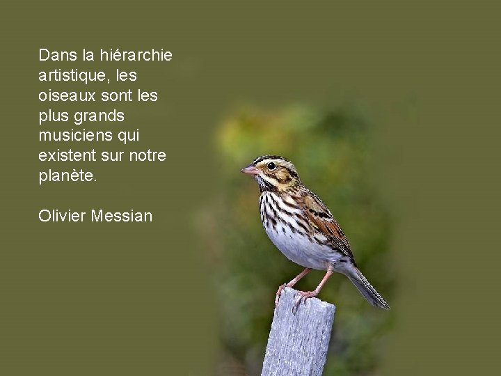 Dans la hiérarchie artistique, les oiseaux sont les plus grands musiciens qui existent sur