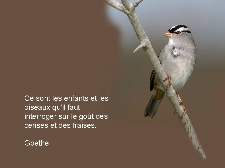 Ce sont les enfants et les oiseaux qu'il faut interroger sur le goût des