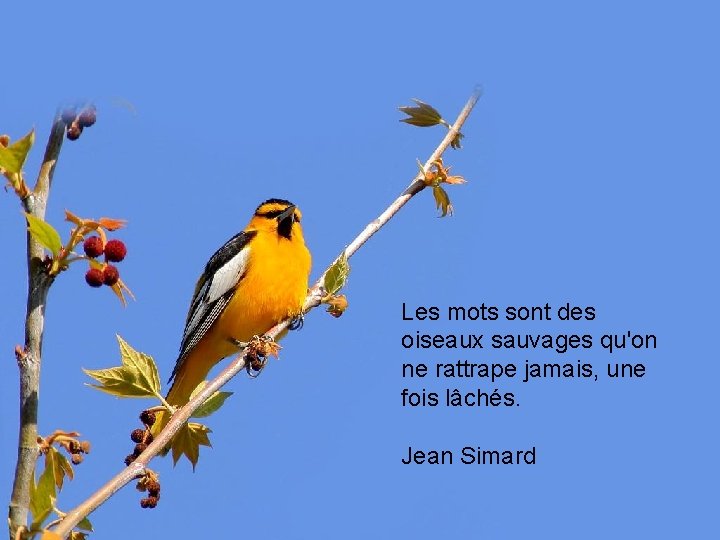 Les mots sont des oiseaux sauvages qu'on ne rattrape jamais, une fois lâchés. Jean