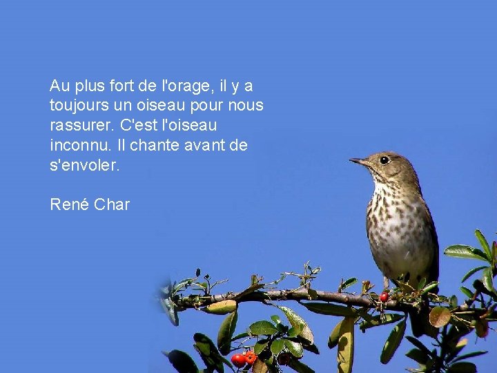 Au plus fort de l'orage, il y a toujours un oiseau pour nous rassurer.