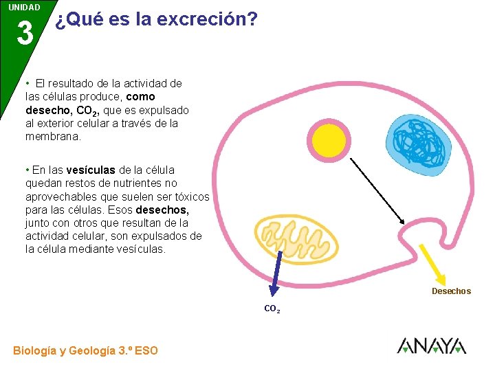 UNIDAD 3 ¿Qué es la excreción? • El resultado de la actividad de las