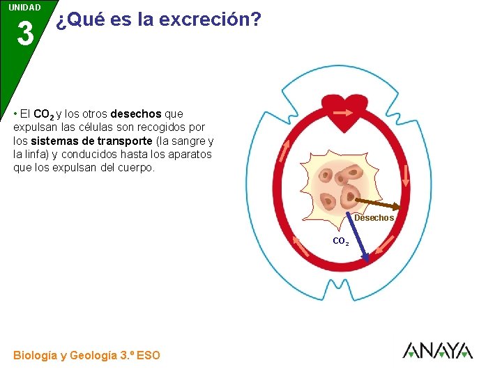 UNIDAD 3 ¿Qué es la excreción? • El CO 2 y los otros desechos