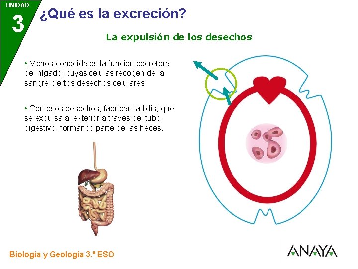 UNIDAD 3 ¿Qué es la excreción? La expulsión de los desechos • Menos conocida