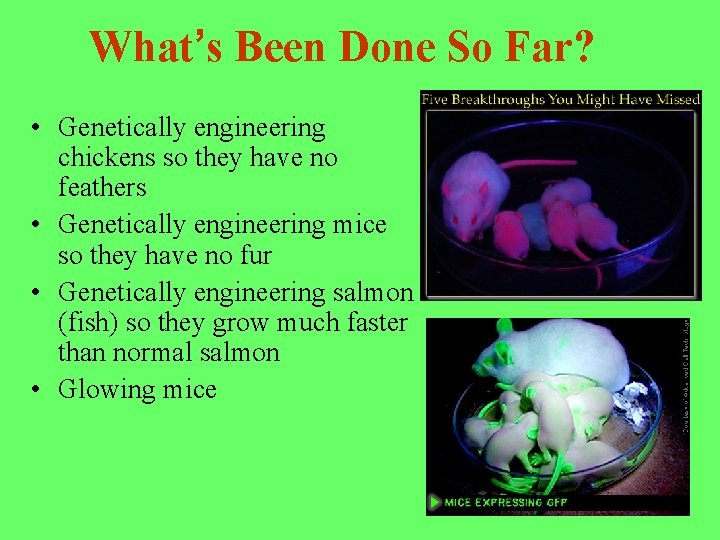 What’s Been Done So Far? • Genetically engineering chickens so they have no feathers