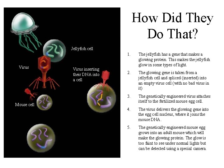 How Did They Do That? Jellyfish cell Virus Mouse cell Virus inserting their DNA