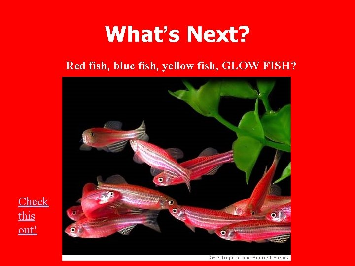 What’s Next? Red fish, blue fish, yellow fish, GLOW FISH? Check this out! 