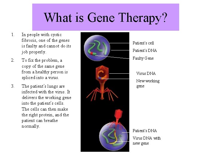 What is Gene Therapy? 1. 2. 3. In people with cystic fibrosis, one of