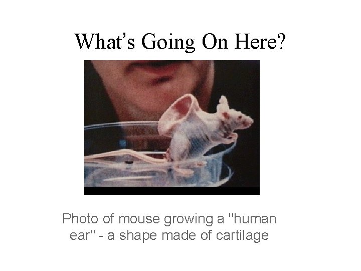 What’s Going On Here? Photo of mouse growing a "human ear" - a shape