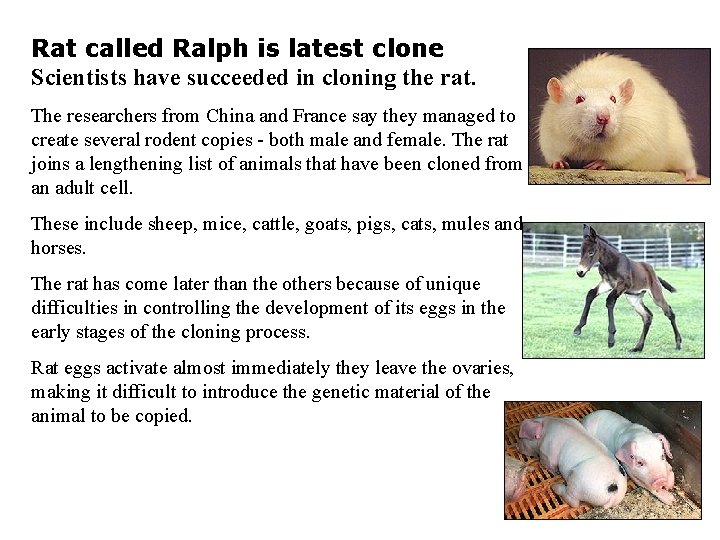 Rat called Ralph is latest clone Scientists have succeeded in cloning the rat. The