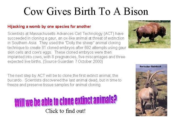 Cow Gives Birth To A Bison Hijacking a womb by one species for another