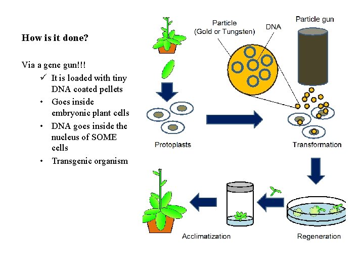 How is it done? Via a gene gun!!! ü It is loaded with tiny