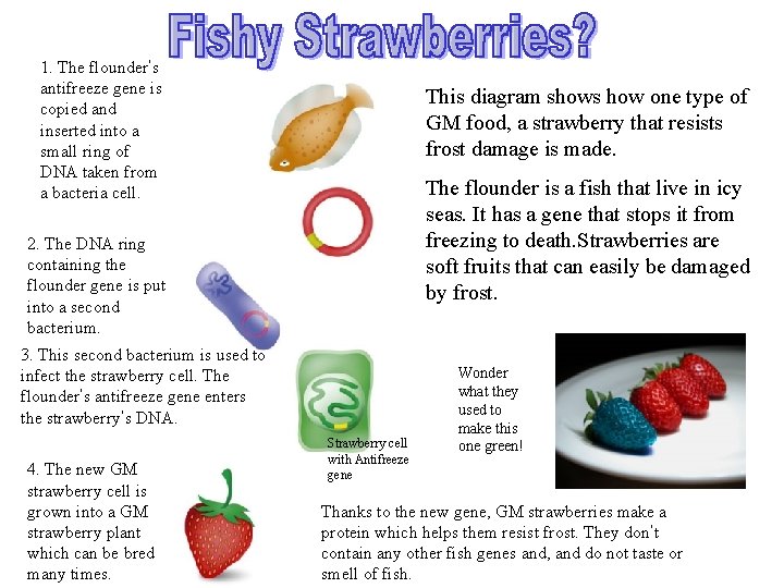 1. The flounder’s antifreeze gene is copied and inserted into a small ring of