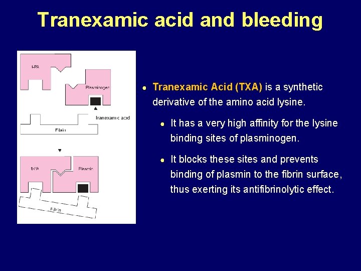 Tranexamic acid and bleeding ● Tranexamic Acid (TXA) is a synthetic derivative of the