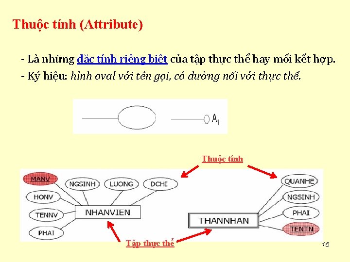 Thuộc tính (Attribute) - Là những đặc tính riêng biệt của tập thực thể