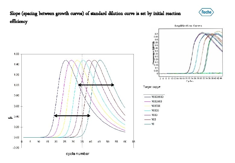 Slope (spacing between growth curves) of standard dilution curve is set by initial reaction