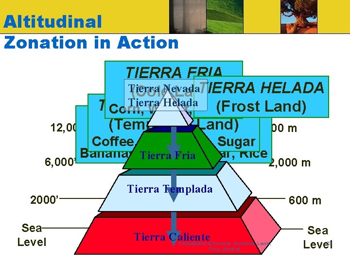 Altitudinal Zonation in Action TIERRA FRIA Tierra TIERRA HELADA (Cold. Nevada Land) Tierra. TEMPLADA